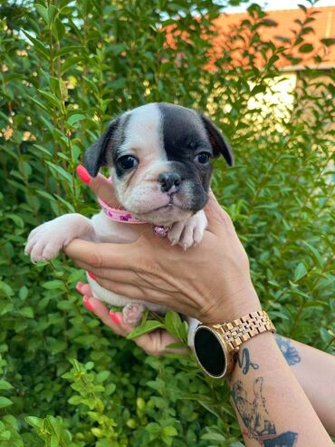 Psi: Odgajivacnica pasa "Happy Puppies" ima u ponudi francuski buldog — 9