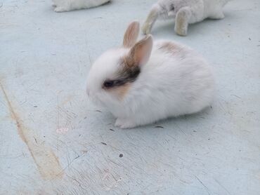 Dovşanlar: 🟠 Ev dovşanı balalarına super endirim kampaniyası. müvəqqəti olaraq 50 — 5