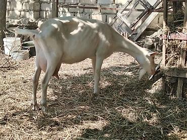 Dişi, Zanen, il: 2, Südlük, Ünvandan götürmə lalafo.az -da Dişi, Zanen, il: 2, Südlük, Ünvandan götürmə