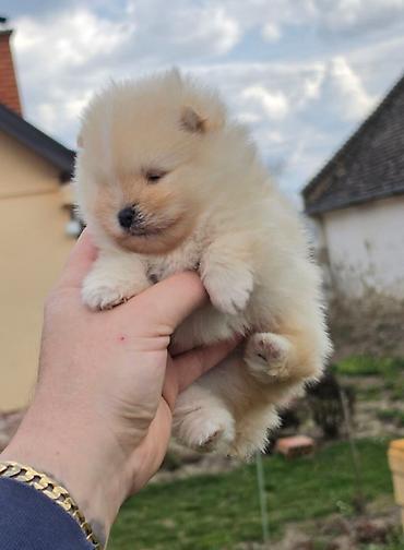 ovcar kuce: Najlepsi Pomeranci Boo samo u Pom_Hash_Starsu, bebe najkrace njuskice — 6