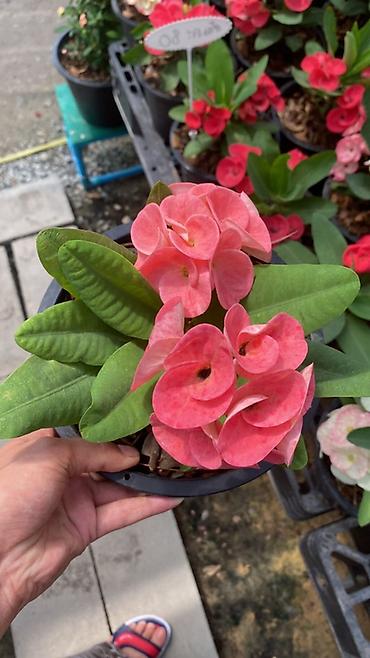 Молочаи: Эуфорбия Миля тайский (Euphorbia milii, «корона Христа») в горшке. - — 8