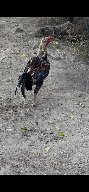 Xoruzlar: Heyreti xoruz tam saglam heyvandir bir yaş 1 ayliqdir cadirilma — 5