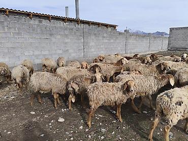 Баран, овца: Продаю | Овца (самка) | Для разведения | Матка — 6