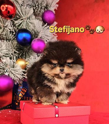 Psi: Pomeranac Boo. NOVO! Ekskluzivni dugo ocekivani stenci pomeranca u — 2