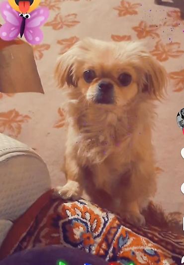 pekin ördeği: Pekines, 1 il, Dişi, Peyvəndli, Ünvandan götürmə — 1