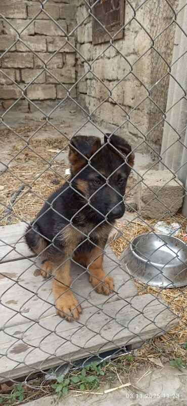 вольер для той терьера: Alman çoban iti, Peyvəndli