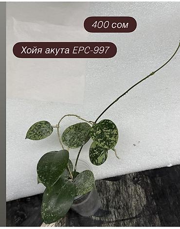 Хойи: Хойя Сильвер доллар от 200 сом Хойя доллар сплеш клон 2 -взрослое — 52