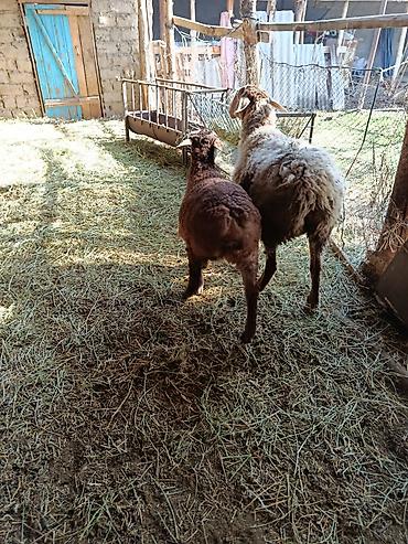 Баран, овца: Продаю | Овца (самка) | Для разведения — 12