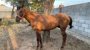 Лошади, кони: Продаю | Конь (самец) | Полукровка — 4