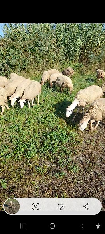 lal ordəklərin satisi: 20 baş Qarabağ sort qoyunları.birinci qarına.hamısı boğazdır.1 aya — 3