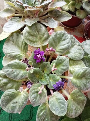 Otaq bitkiləri: Afrika bənövşələri (Saintpaulia) – müxtəlif rəngli və formalı sortlar — 13