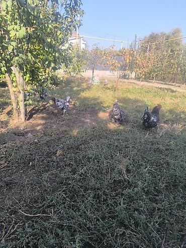 кур брама: Продаю | Куры | Домашняя | Для разведения — 4