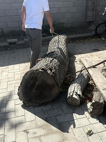 Лес кругляк: Стволовые заготовки из твёрдой древесины (спиленное дерево) - Крупный — 3