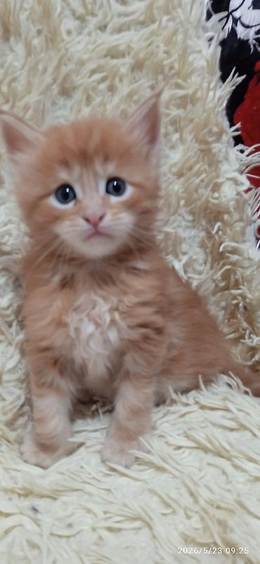 Продажа кошек: Мейн-кун, 1 месяц, Девочка at lalafo.kg — 14 Продажа кошек: Мейн-кун, 1 месяц, Девочка — 14