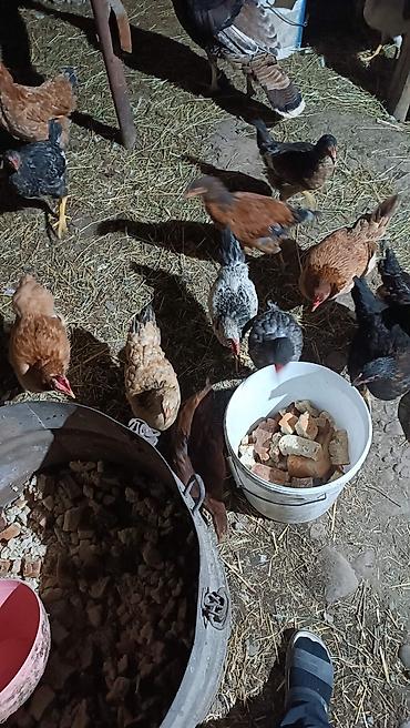 Продам с/х животных: Продаю | Куры | Домашняя | Несушки — 2