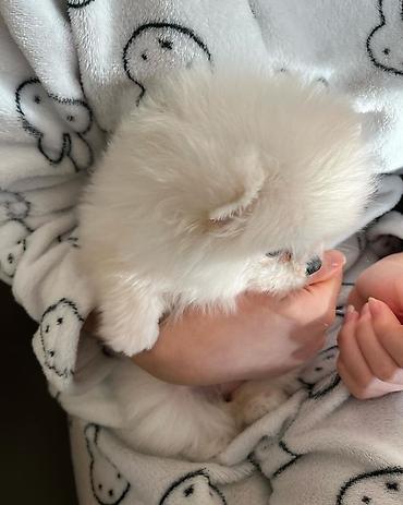şpits itleri: Şpitz, 2 ay, Dişi, Pulsuz çatdırılma — 6