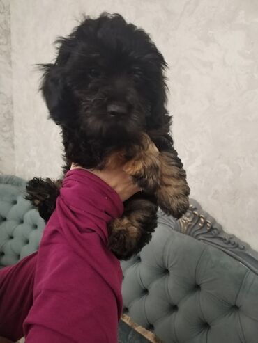 İtlər: Məhsul: Yavru itlər (iki bala) Təsvir: - Cins: Kiçik ölçülü, uzun — 10