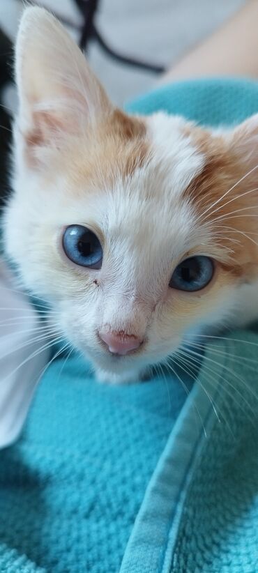 в добрые руки котята: Кошки