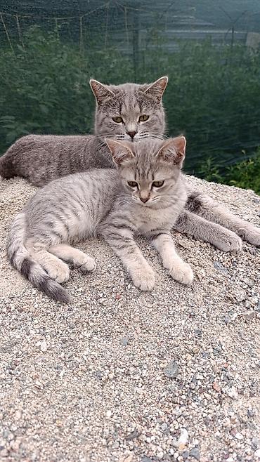 Отдам котенка в хорошие руки, девочка, 4 месяца, проглистована к лотку at lalafo.kg Отдам котенка в хорошие руки, девочка, 4 месяца, проглистована к лотку