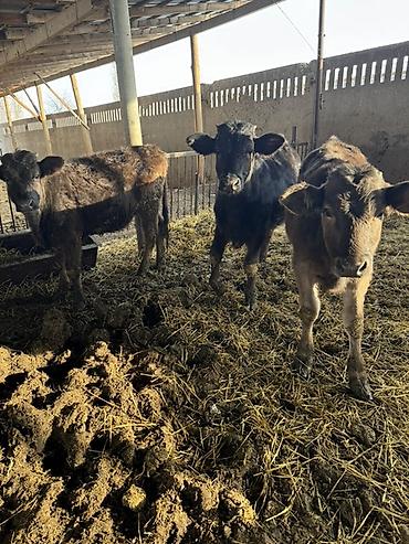 Коровы, быки: Продаю | Музоо, торпок | Швицкая | На откорм — 13