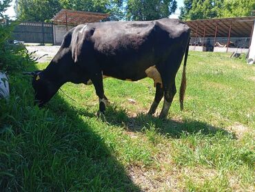 резиновые маты для коров: Продаю | | Алатауская, Симментальская