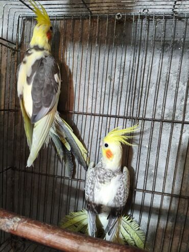 Tutuquşları: Salam. ENDİRİMLƏR🦜🐦 DANIŞAN VƏ DANIŞMAGA HAZİR OLAN QUŞLAR — 4