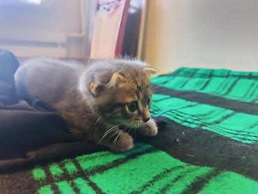 Продажа кошек: 🐾 Пушистое счастье ищет дом! 🏡 потрясающая девочка ушки стоячие — 3