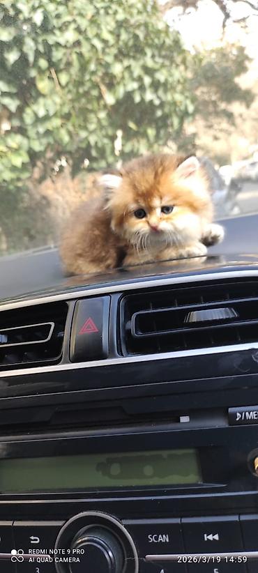 Pişiklər: Şinşilla, Dişi — 12