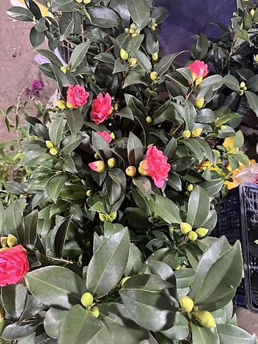 камелия: Камелия японская (Camellia japonica) — декоративный вечнозелёный — 2