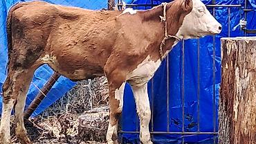 sud veren inek satilir: Beş aylıq təmiz qan smental düyə satılır — 8