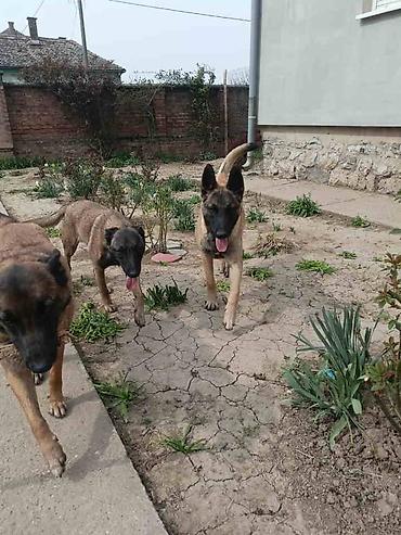 Psi: Belgijski ovčar MALINOA štenci Stenci 6 meseci stari, dva muska i na lalafo.rs — 1 Psi: Belgijski ovčar MALINOA štenci Stenci 6 meseci stari, dva muska i — 1