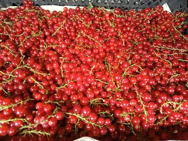 гусь купить мясо: Карагат Чекене, Акылуу жеткирүү