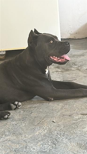cane corso qiyməti: Kane-Korso, 1 il, Erkək, Peyvəndli, Ünvandan götürmə — 3