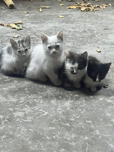 Животные: Котята, помёт из четырёх малышей. Описание: - Окрас: белый — 4