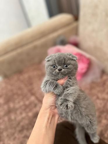 Pişiklər: Şotland yastı qulaq, Erkək, Dişi, Yaxşı əllərə, Rayonlara çatdırılma, Pulsuz çatdırılma, Ünvandan götürmə — 1