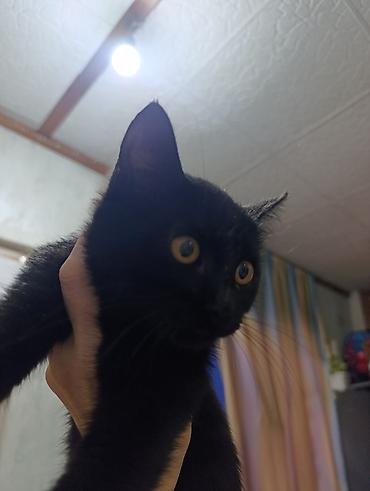 Отдам даром кошку: Котята в добрые руки — 5