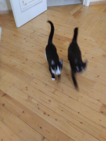 Pişiklər: Yaxşı əllərə — 7