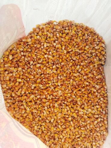 купить сено бишкек: Куплю кукурузу по14 сом рушеный и сухой сам заберу