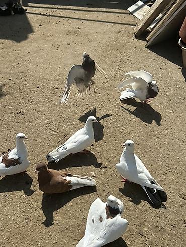 goyərclər: 8 dene quwdu 5 manatdan — 1