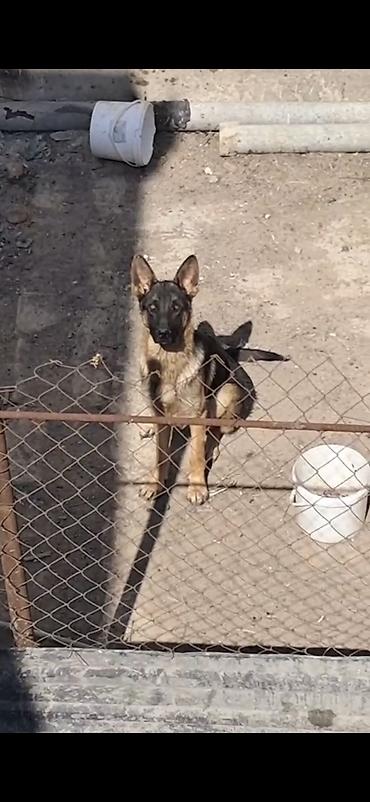 ingilis setter it cinsinin digər adı: Alman çoban iti, 7 ay, Erkək, Peyvəndli, Ünvandan götürmə — 2