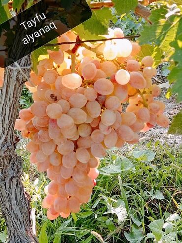 Şitillər: Üzüm tingləri – müxtəlif süfrə sortları Təsvir: - Seçmə süfrə üzüm — 4