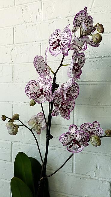 Орхидеи: Большой выбор сортовых орхидей. высота растений 70 см — 17