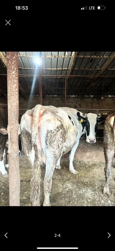 Коровы, быки: Продаю | Корова (самка) | Голштин | На откорм, Для разведения, Для молока