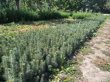 цветок фикус: Ель голубая (Picea pungens) — сеянцы/подрост 1–2 лет. Описание: - — 2