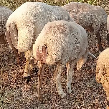 K/t heyvanları və malları: 1erkey toxlu yaw yarimliq 3 eded de ana qoyun 2cavan biri orta yawli — 2