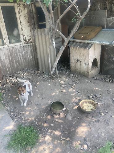 seana kecileri: Kiçik ölçülü it evi – it üçün taxta budka - Material: qalın taxta — 3