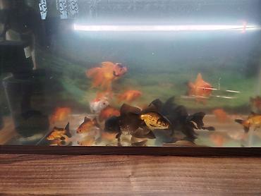 Balıqlar: Oranda, Ünvandan götürmə -da lalafo.az — 11 Balıqlar: Oranda, Ünvandan götürmə — 11