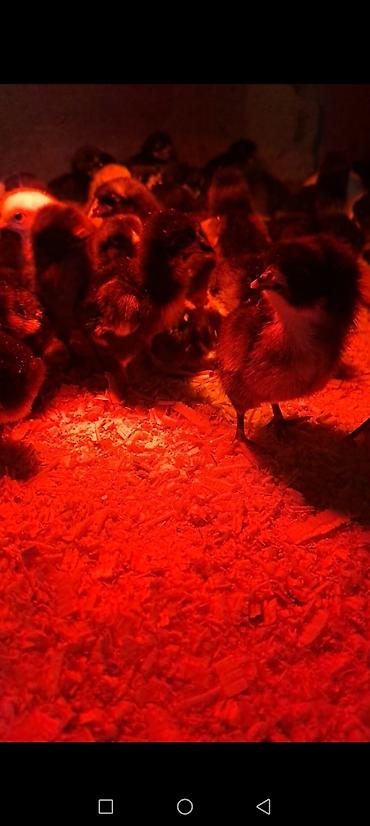 Toyuq cücələri, Damazlıq, Ödənişli çatdırılma lalafo.az -da Toyuq cücələri, Damazlıq, Ödənişli çatdırılma