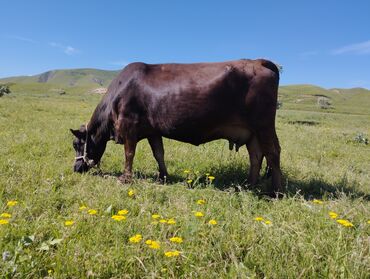 Коровы, быки: Продаю | Корова (самка) | Швицкая | Для молока | Стельные