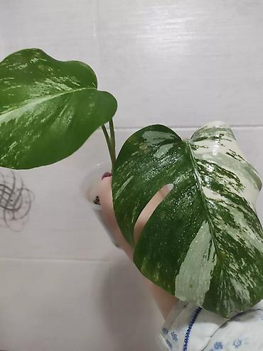 Монстеры: Монстера Альба Монстера Тайское Созвездие, черенки и взрослые цены — 20